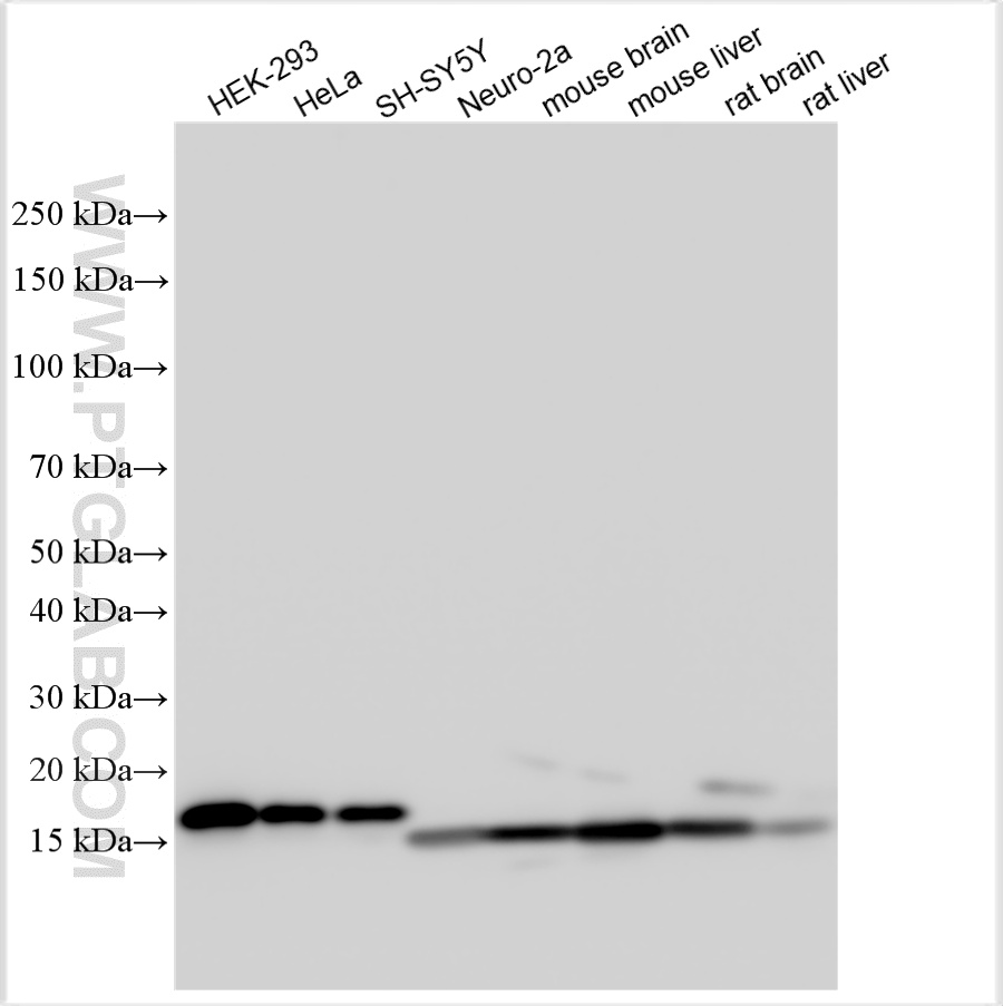 WB analysis using 10269-1-AP
