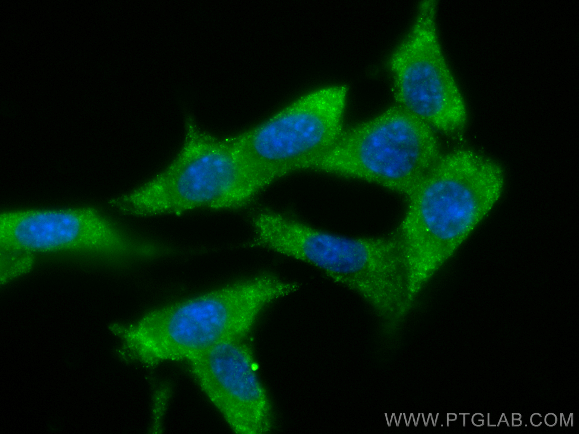 IF Staining of NIH/3T3 using 67480-1-Ig