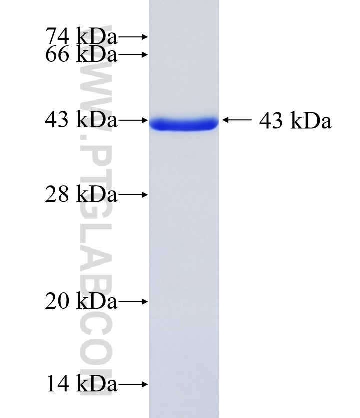 SOD1 fusion protein Ag0335 SDS-PAGE