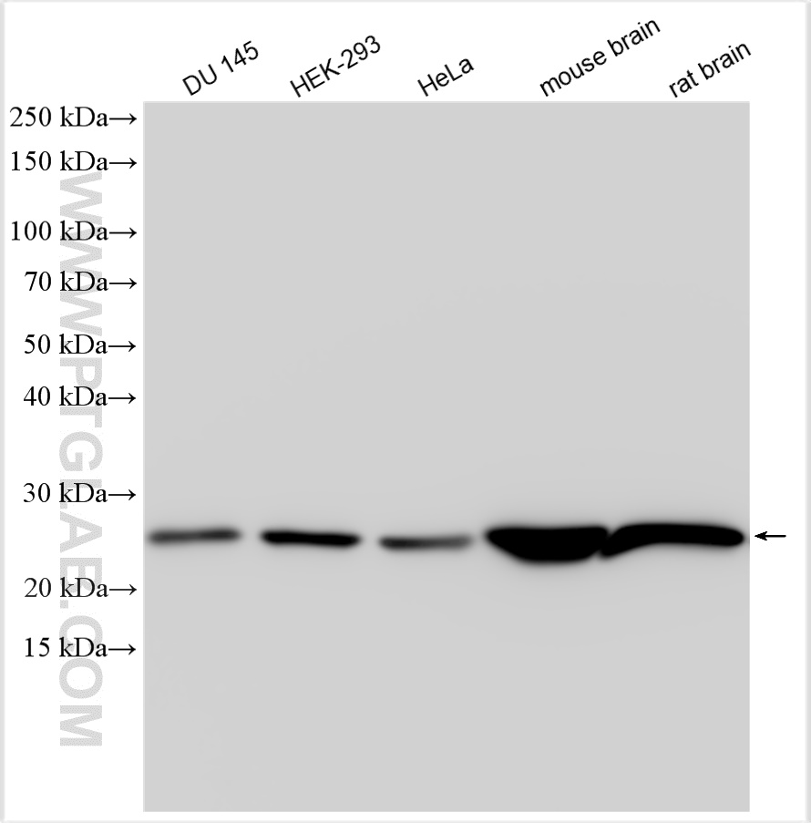 WB analysis using 24127-1-AP