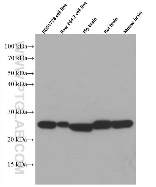 WB analysis using 66474-1-Ig