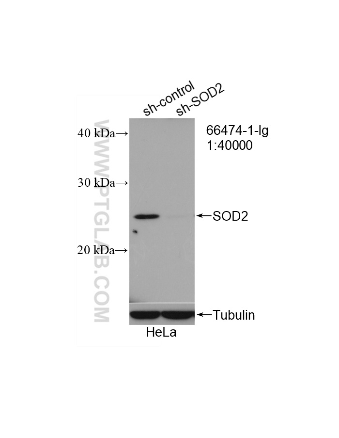 WB analysis of HeLa using 66474-1-Ig