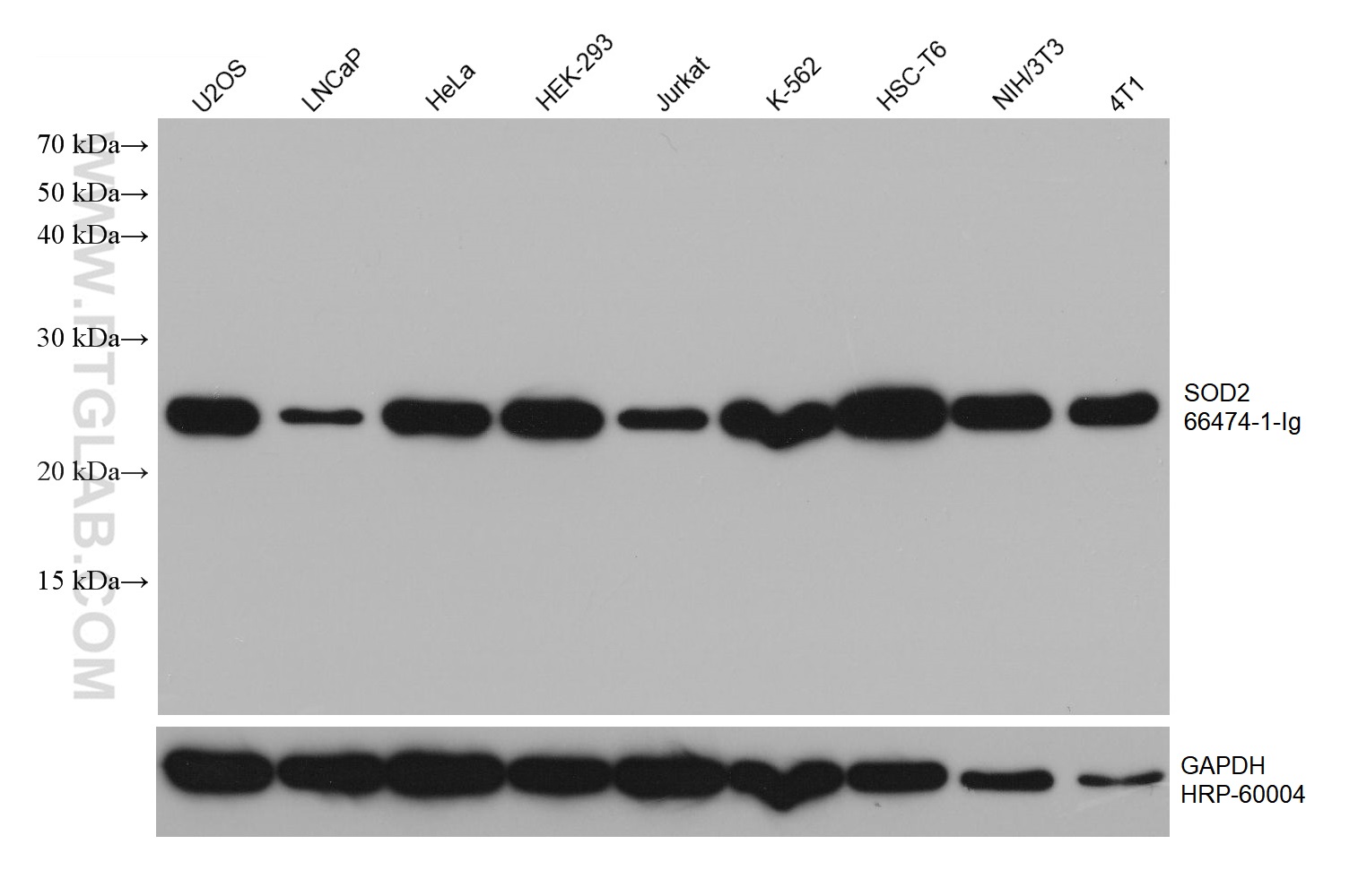 WB analysis using 66474-1-Ig