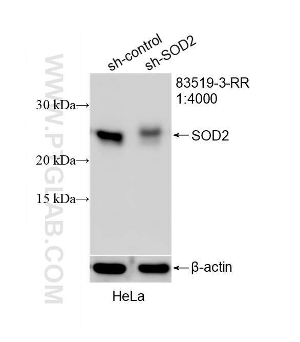 WB analysis of HeLa using 83519-3-RR (same clone as 83519-3-PBS)