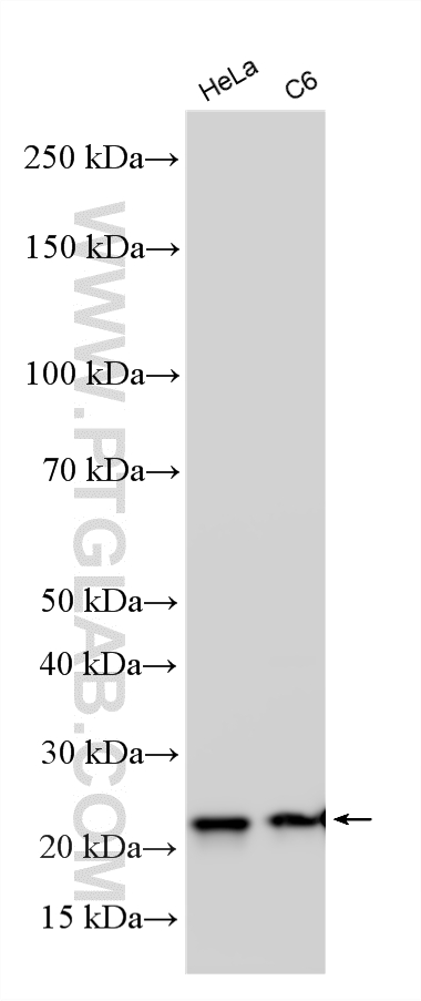 WB analysis using RMX00079 WB analysis using RMX00079