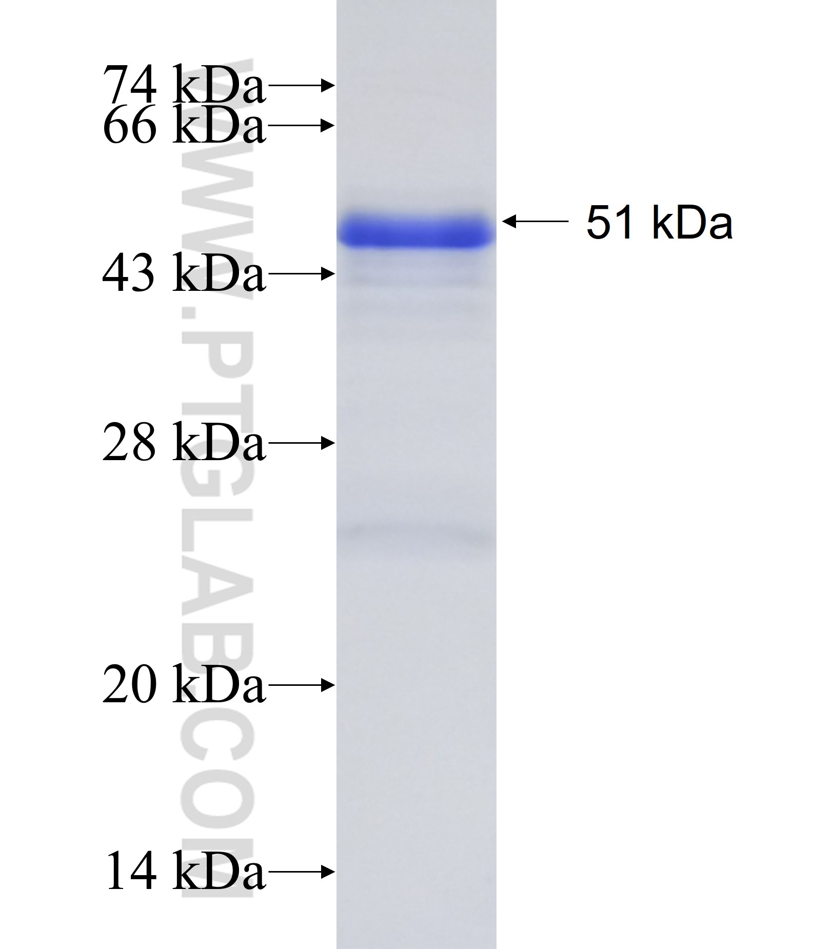 SOHLH2 fusion protein Ag10768 SDS-PAGE