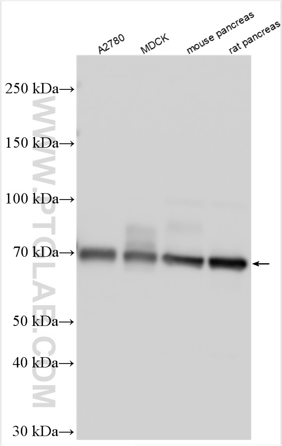 WB analysis using 24643-1-AP