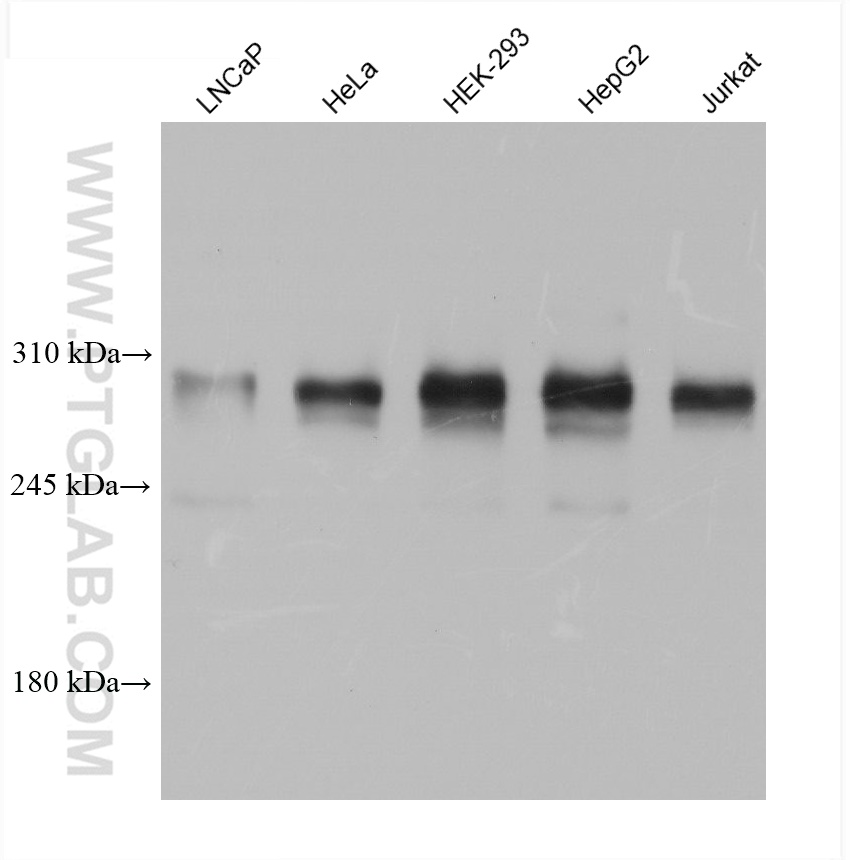 WB analysis using 68651-1-Ig