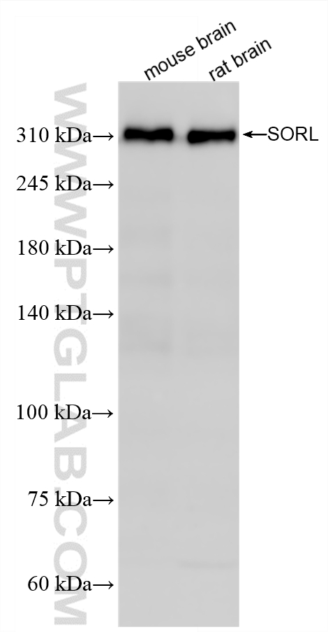 WB analysis using 87882-1-RR