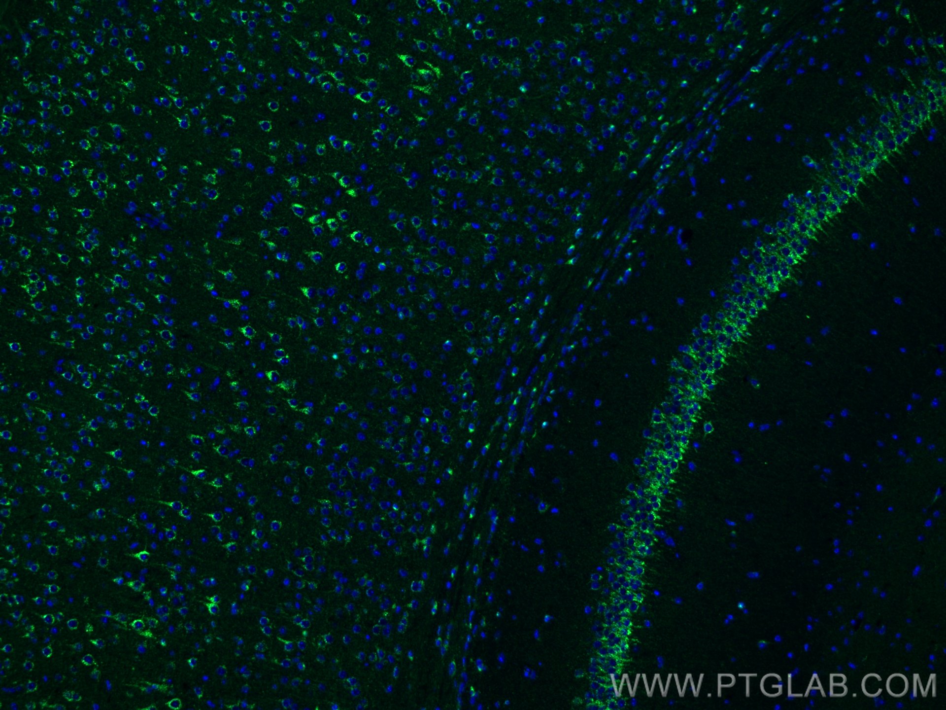 IF Staining of mouse brain using 12369-1-AP (same clone as 12369-1-PBS)