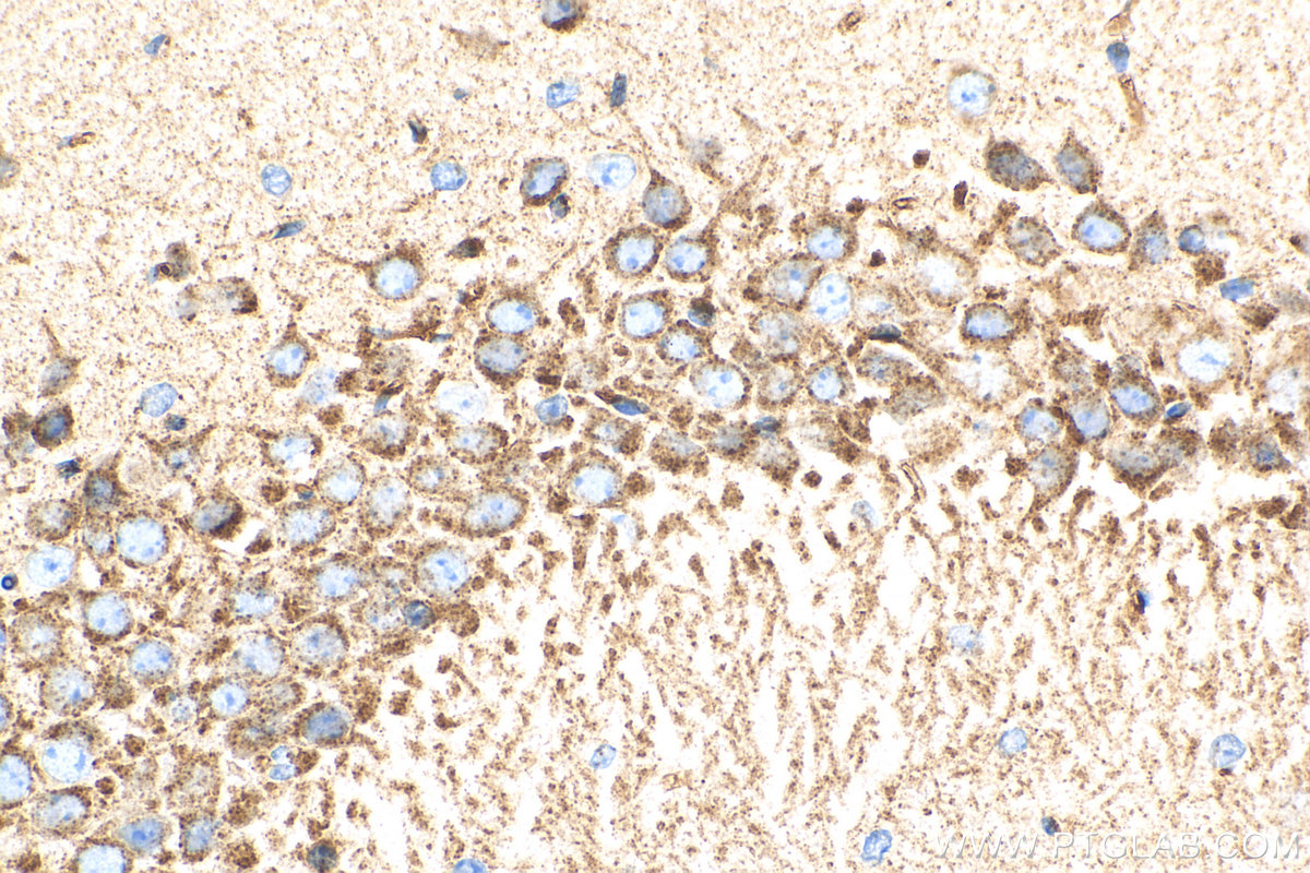 IHC staining of mouse brain using 12369-1-AP (same clone as 12369-1-PBS)