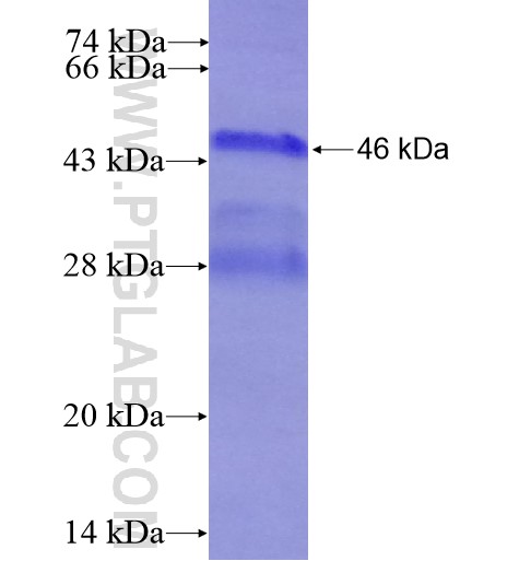 SOST fusion protein Ag15704 SDS-PAGE