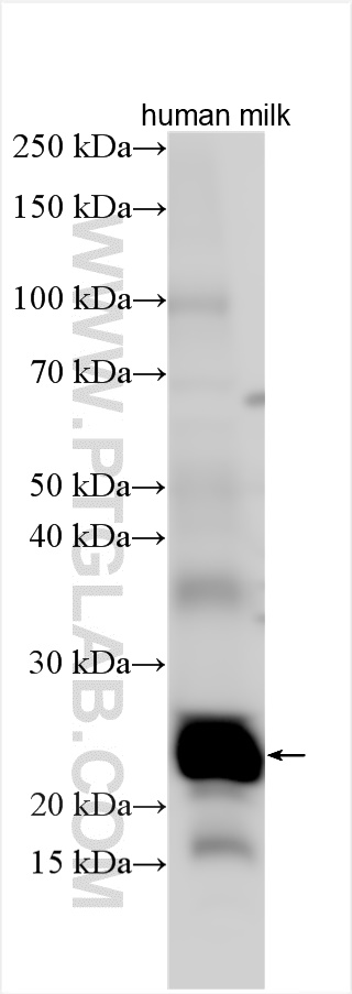 WB analysis using 22213-1-AP