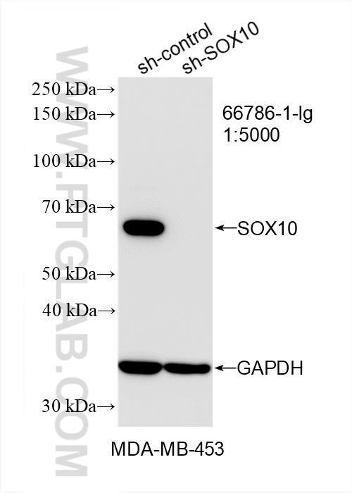 WB analysis of MDA-MB-453 using 66786-1-Ig