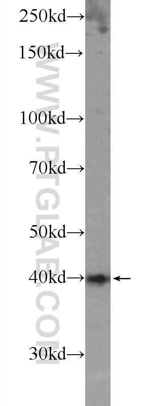 WB analysis of mouse testis using 23939-1-AP (same clone as 23939-1-PBS)