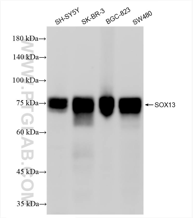 WB analysis using 86184-1-RR