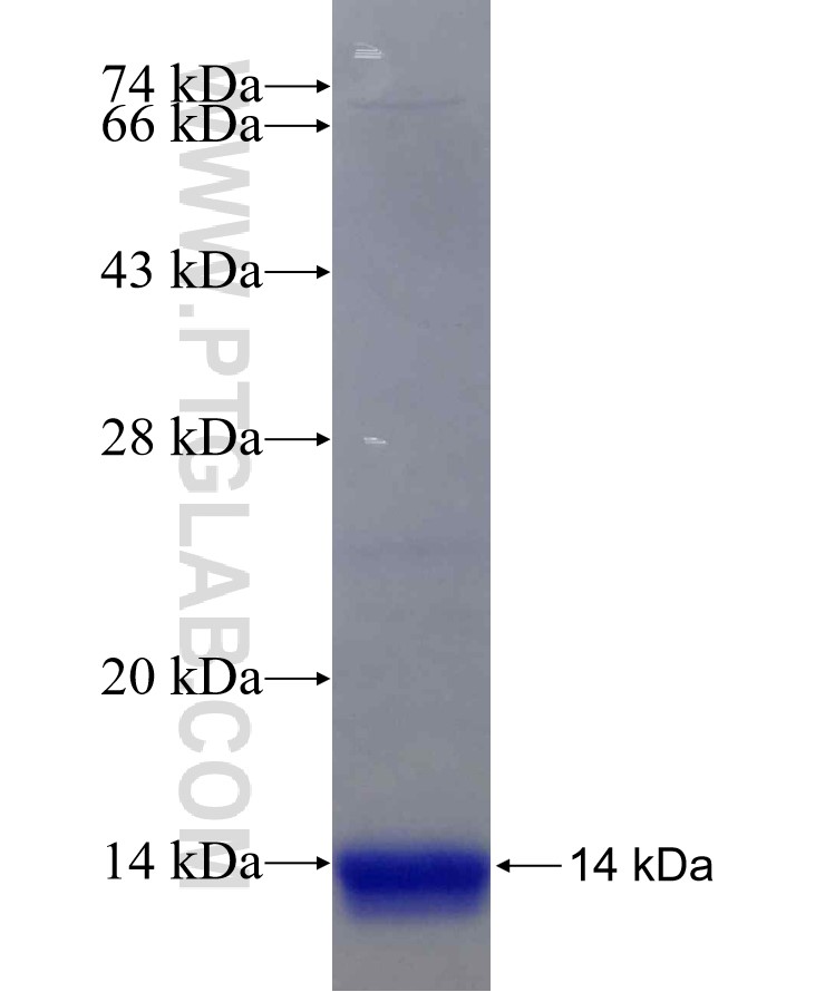 SOX17 fusion protein Ag19045 SDS-PAGE