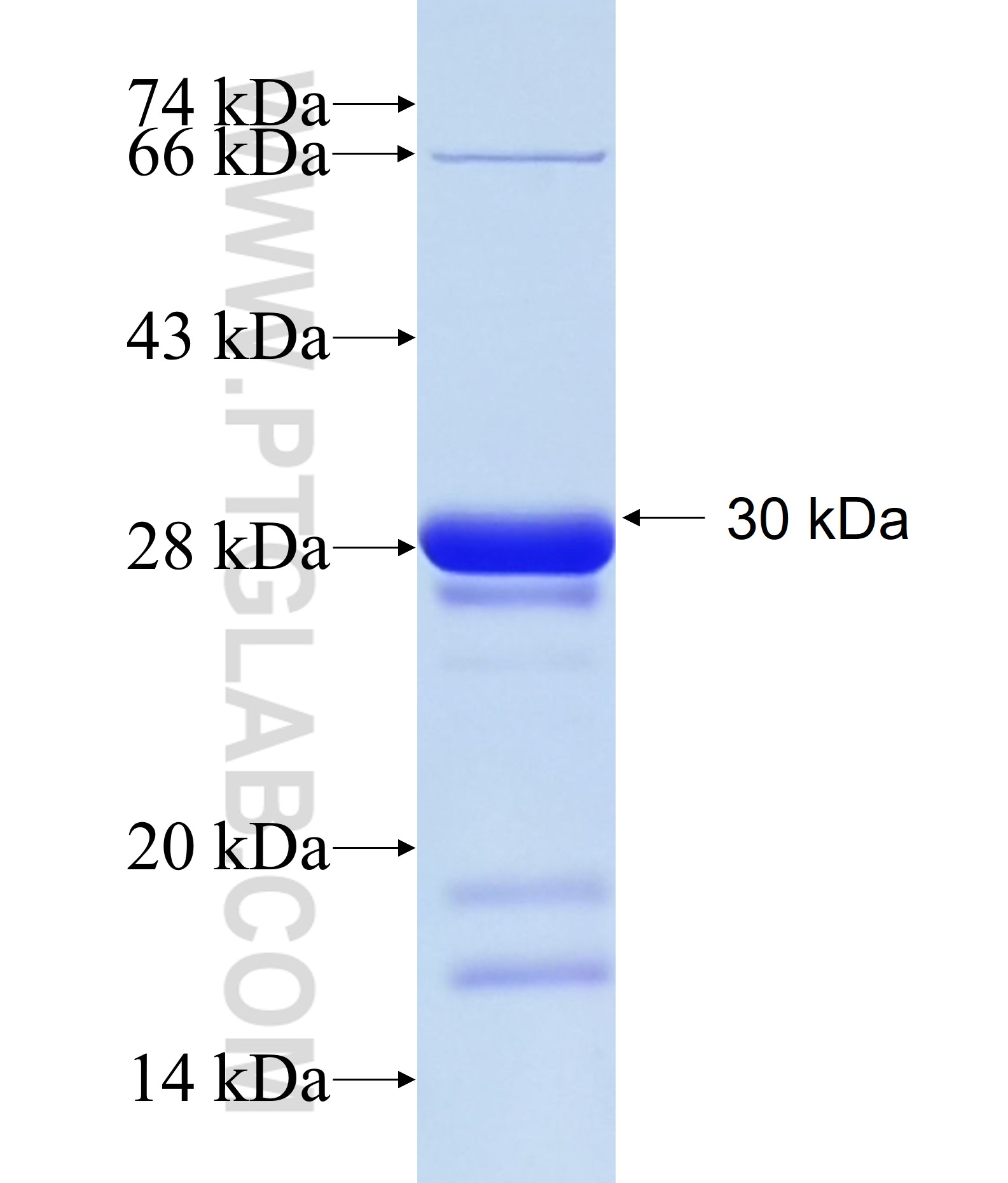 SOX18 fusion protein Ag34377 SDS-PAGE