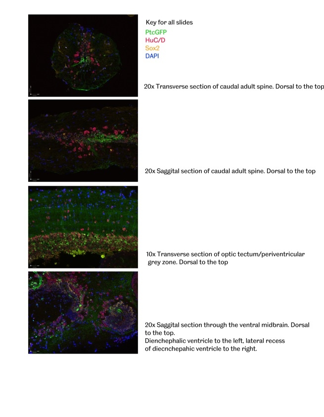 IF Staining of Zebrafish using 11064-1-AP