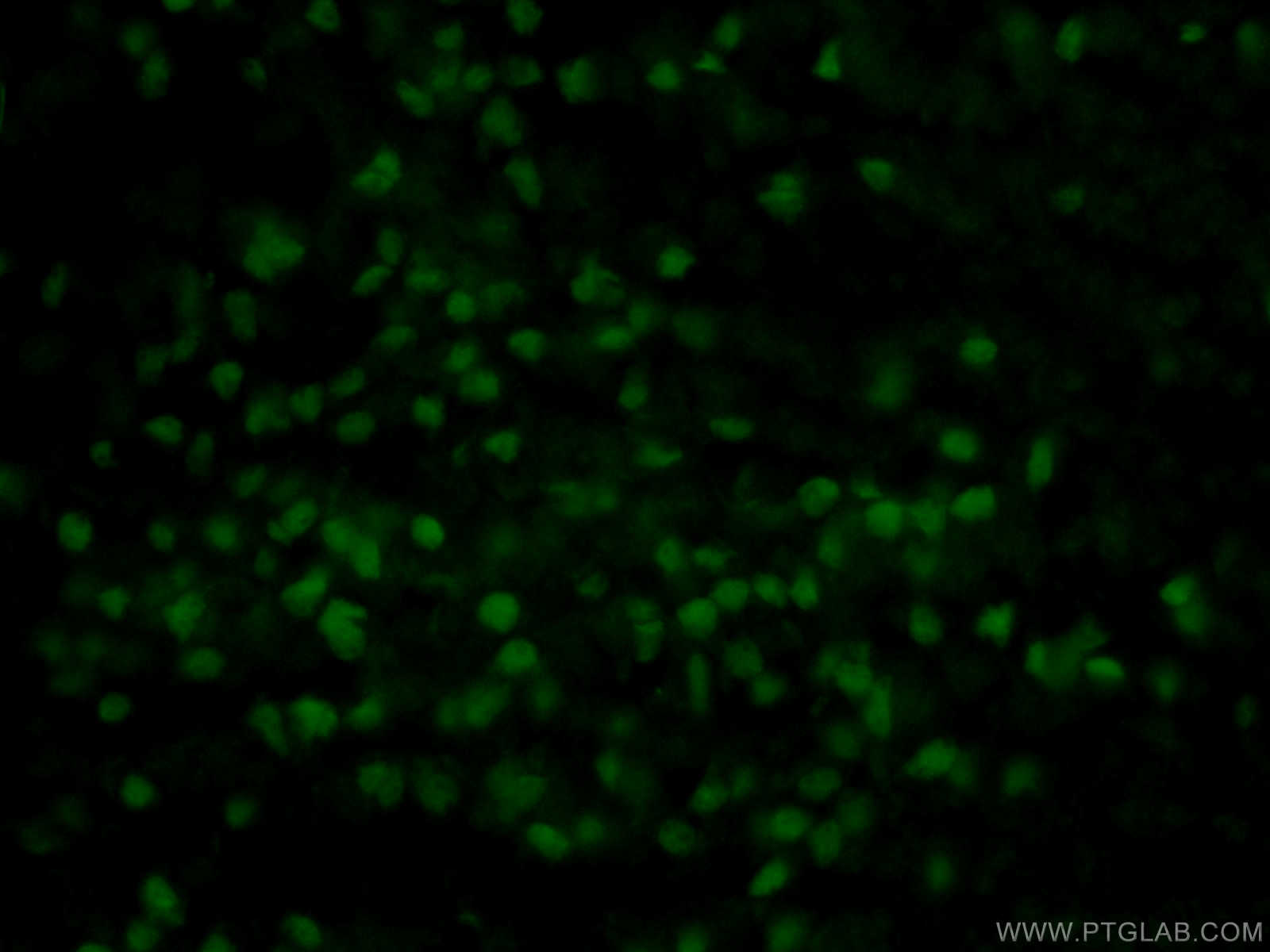 IF Staining of mouse embryo using 11064-1-AP