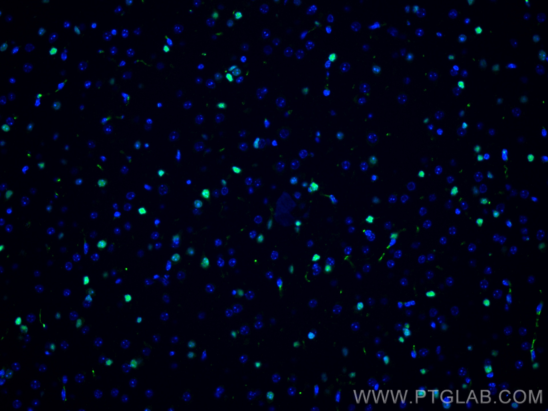 IF Staining of mouse brain using 66411-1-Ig