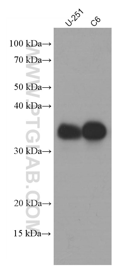 WB analysis using 66411-1-Ig