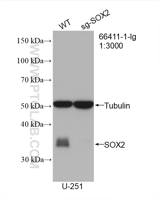 WB analysis of U-251 using 66411-1-Ig