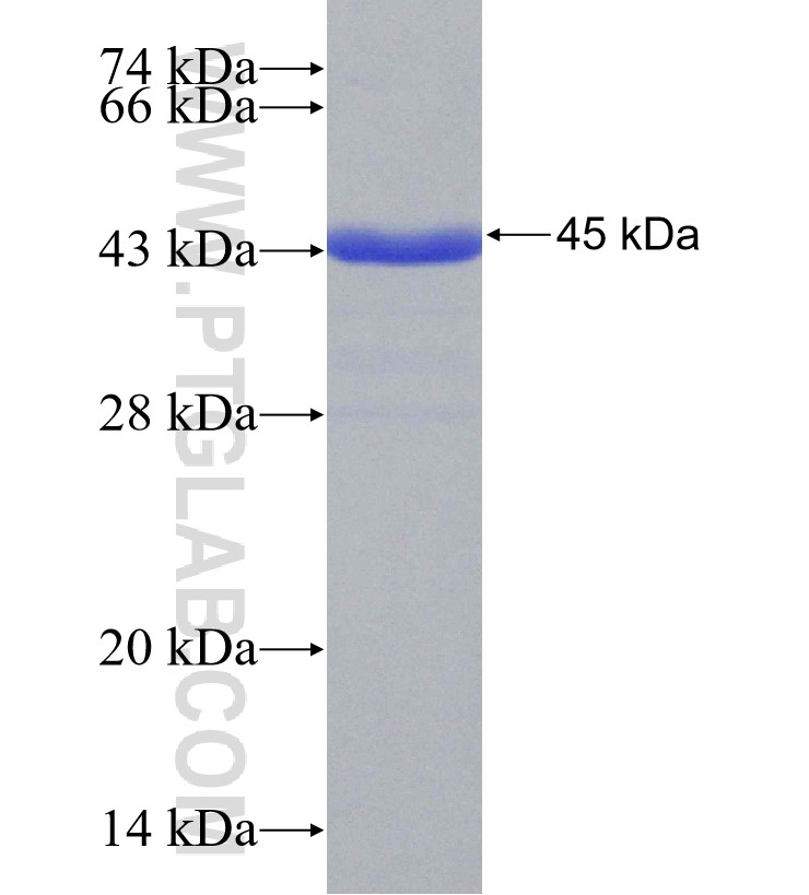 SOX30 fusion protein Ag31169 SDS-PAGE