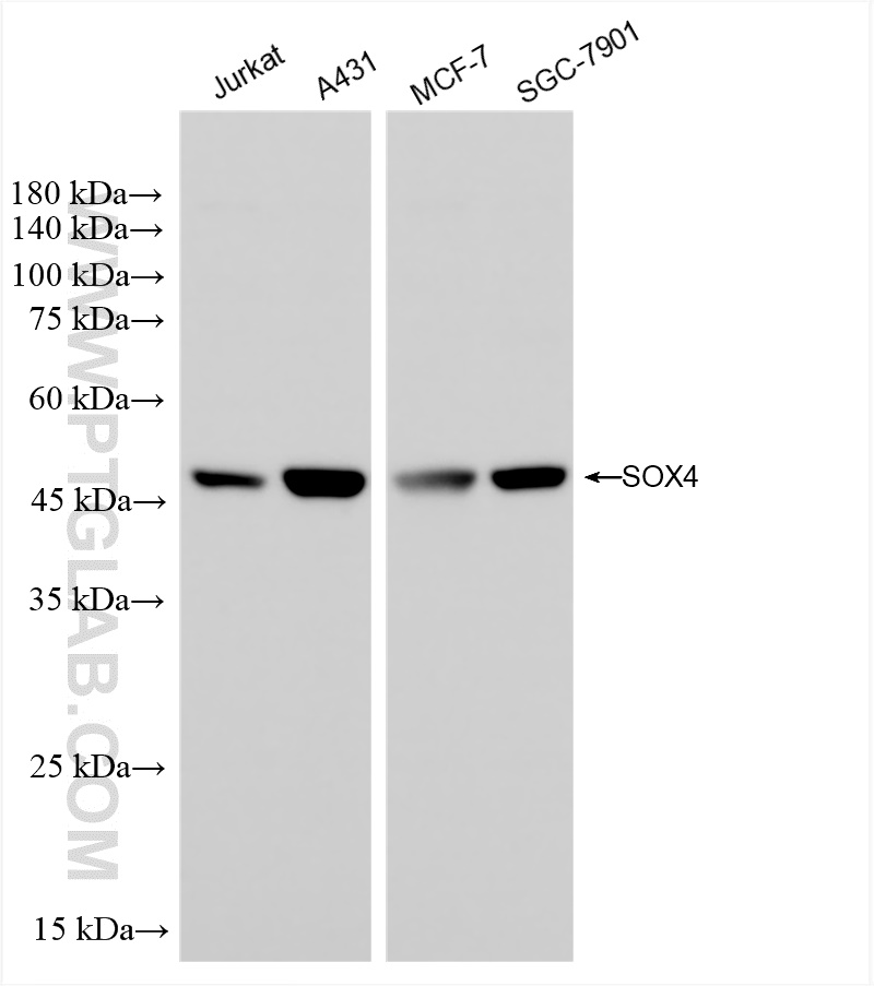 WB analysis using 83660-1-RR (same clone as 83660-1-PBS)