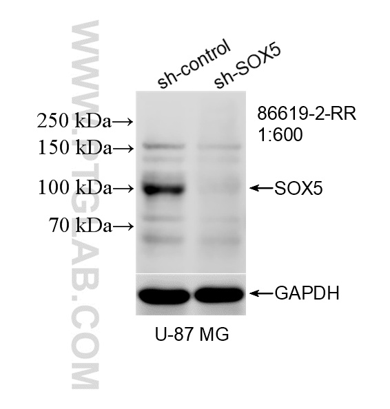 WB analysis of U-87 MG using 86619-2-RR (same clone as 86619-2-PBS) WB analysis of U-87 MG using 86619-2-RR (same clone as 86619-2-PBS)