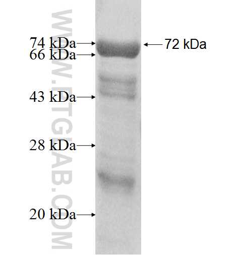 SOX5 fusion protein Ag4092 SDS-PAGE