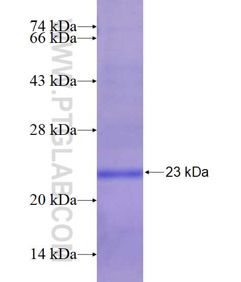 SOX8 fusion protein Ag14556 SDS-PAGE