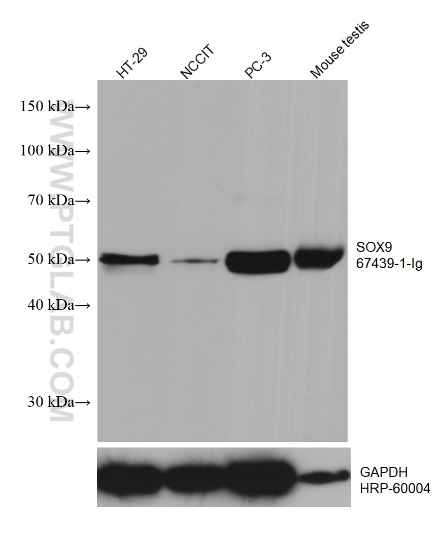 WB analysis using 67439-1-Ig