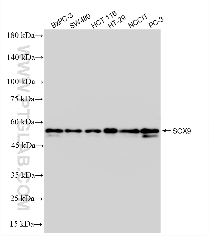 WB analysis using 86714-3-RR