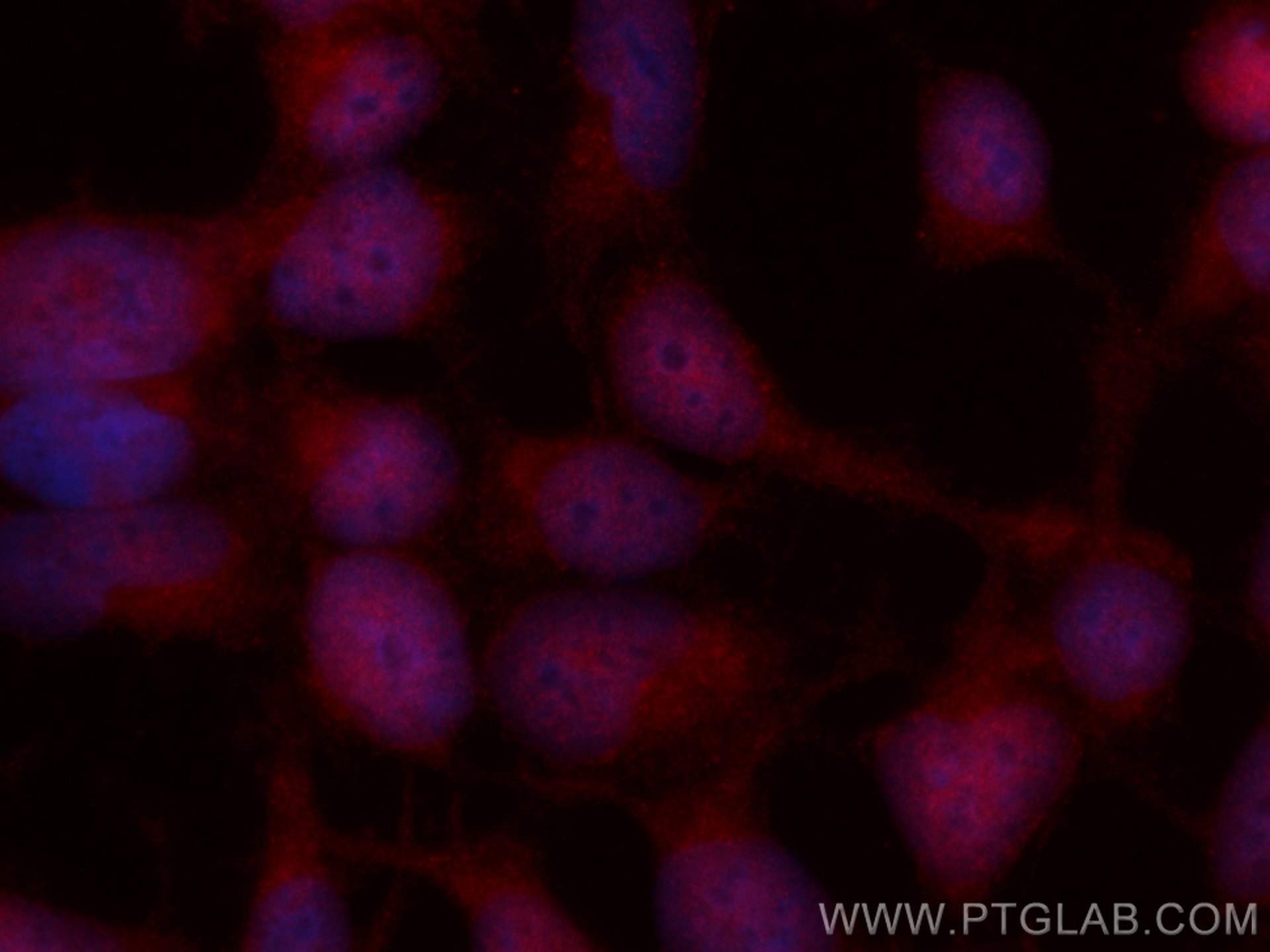 IF Staining of HEK-293 using CL594-66508