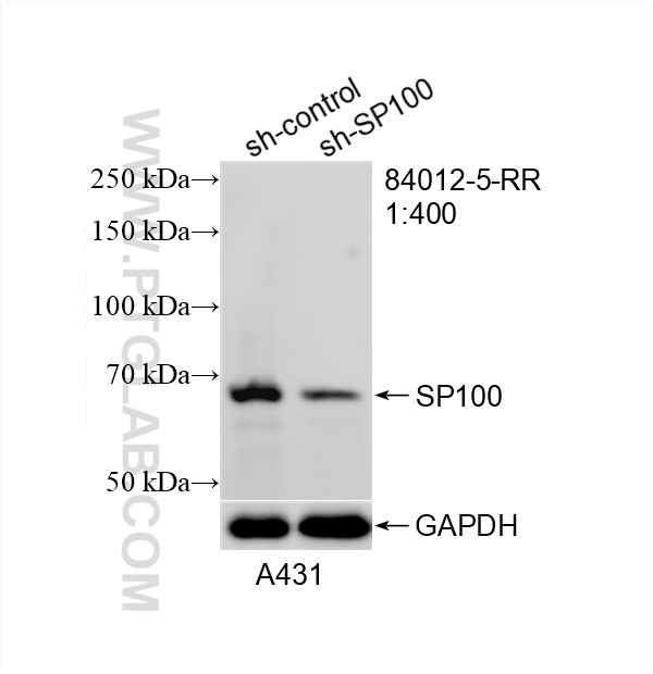 WB analysis of A431 using 84012-5-RR