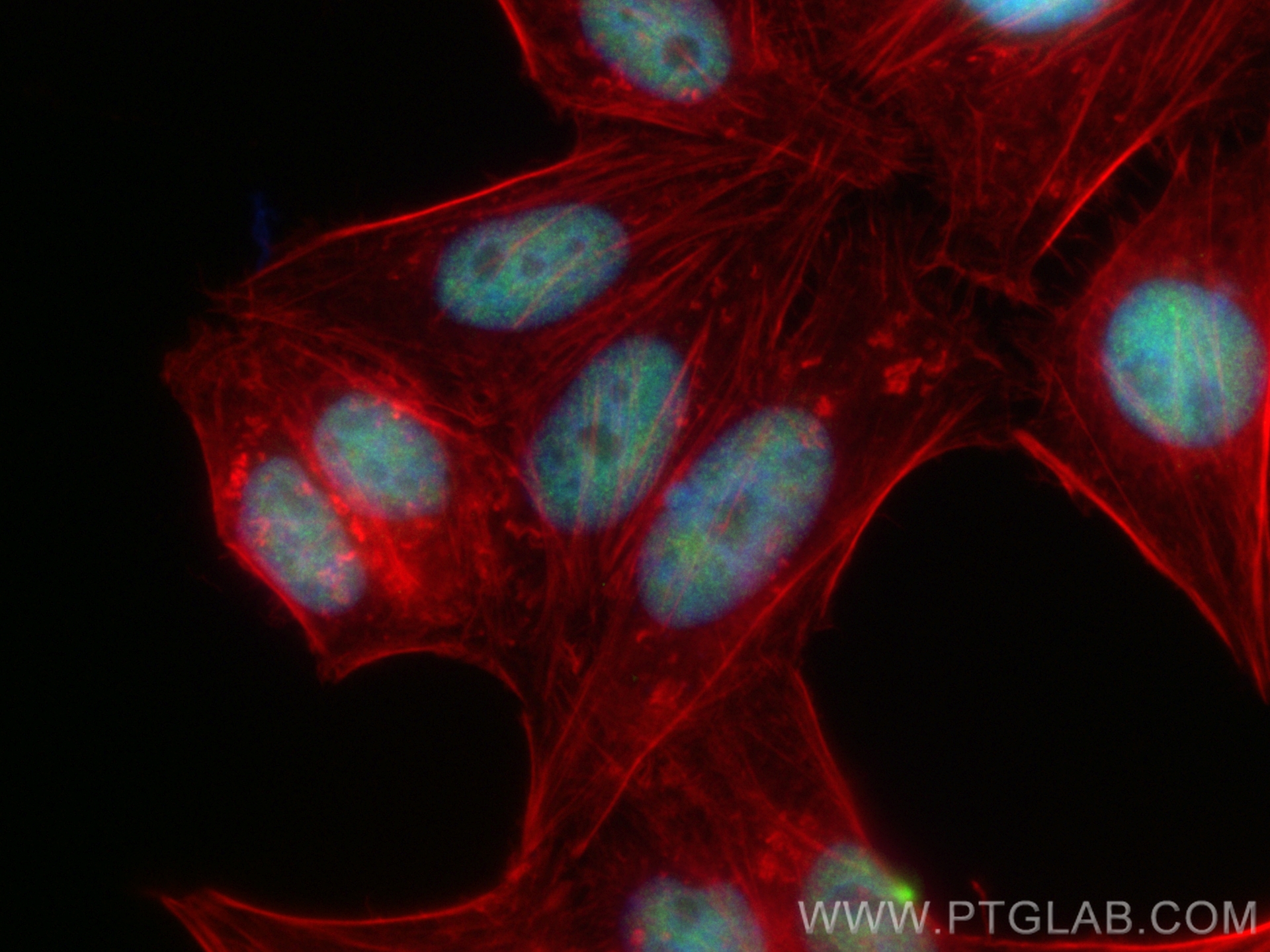 IF Staining of HepG2 using CL488-85050