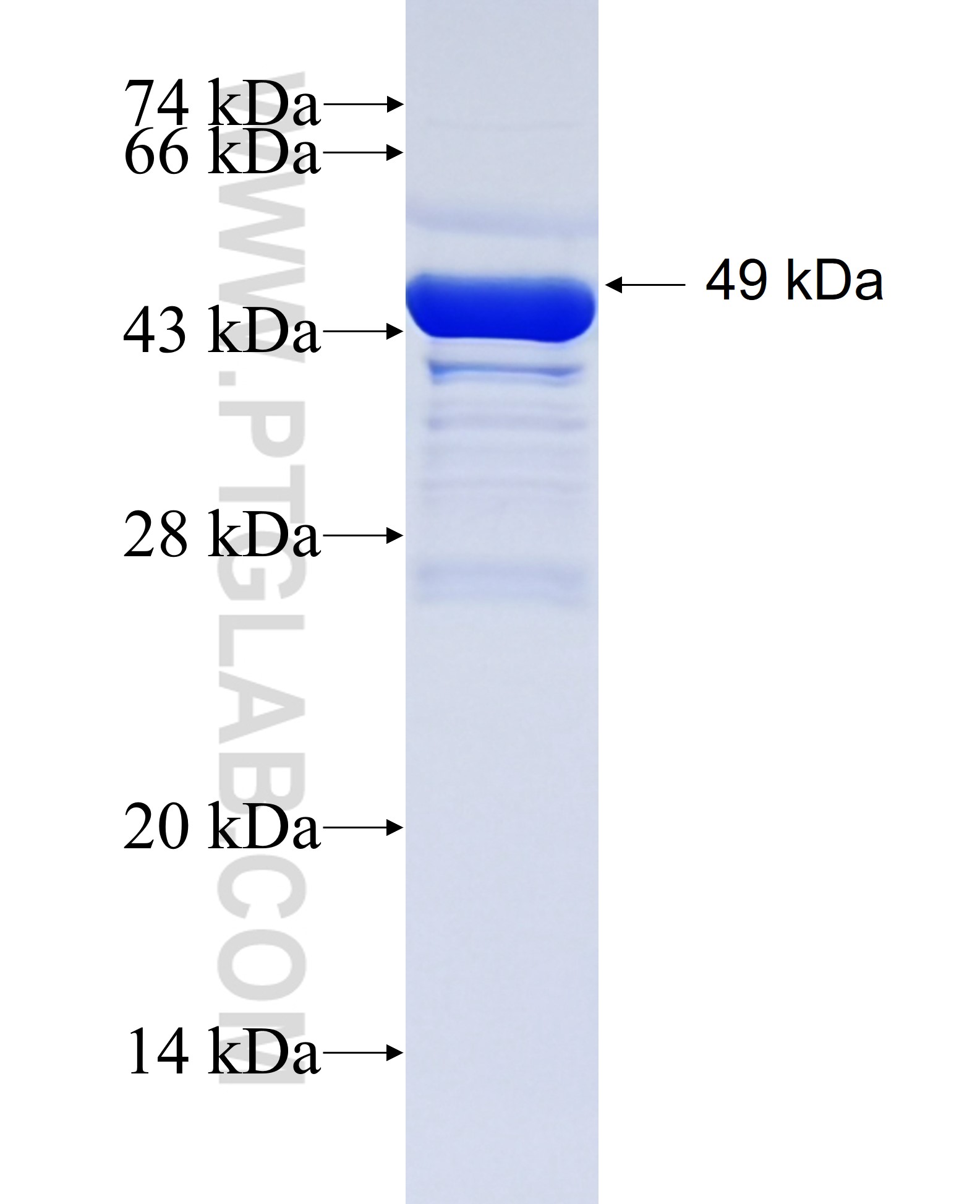 SP3 fusion protein Ag25082 SDS-PAGE