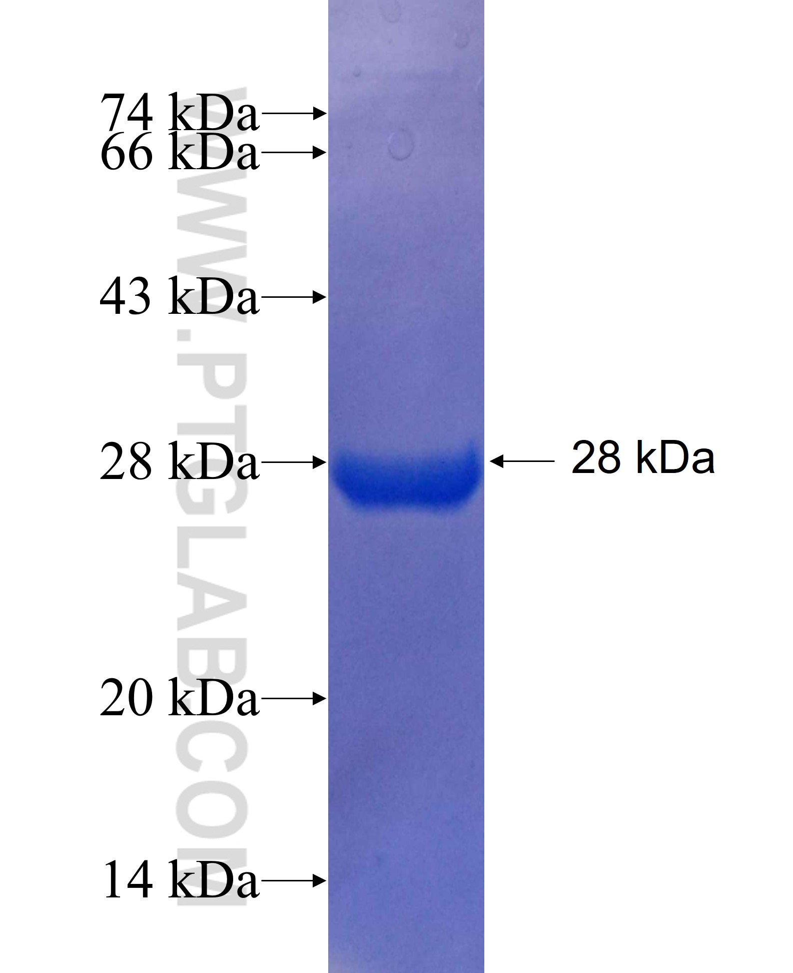 SP3 fusion protein Ag25103 SDS-PAGE