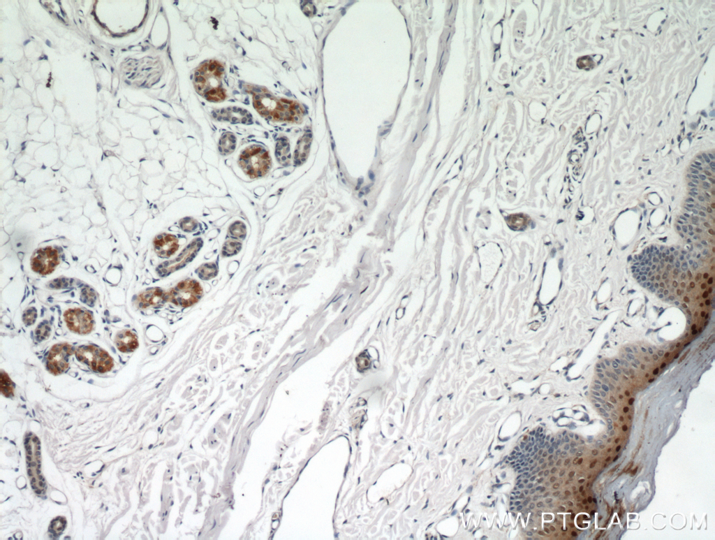 IHC staining of human skin using 21234-1-AP