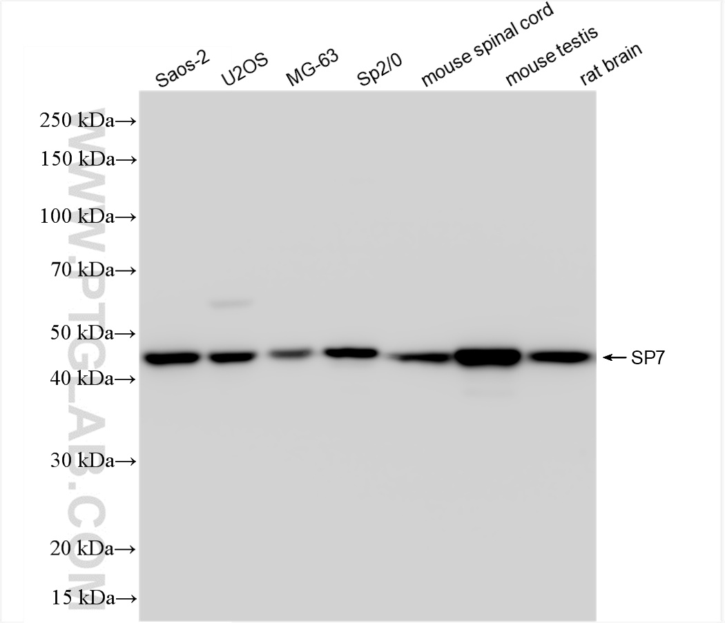 WB analysis using 85934-1-RR (same clone as 85934-1-PBS)