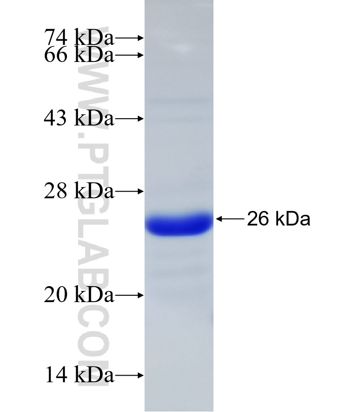 SP8 fusion protein Ag32672 SDS-PAGE