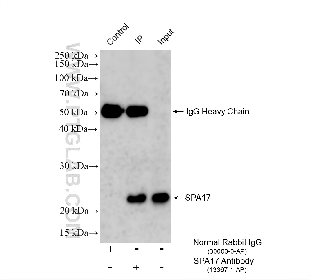 IP experiment of mouse testis using 13367-1-AP