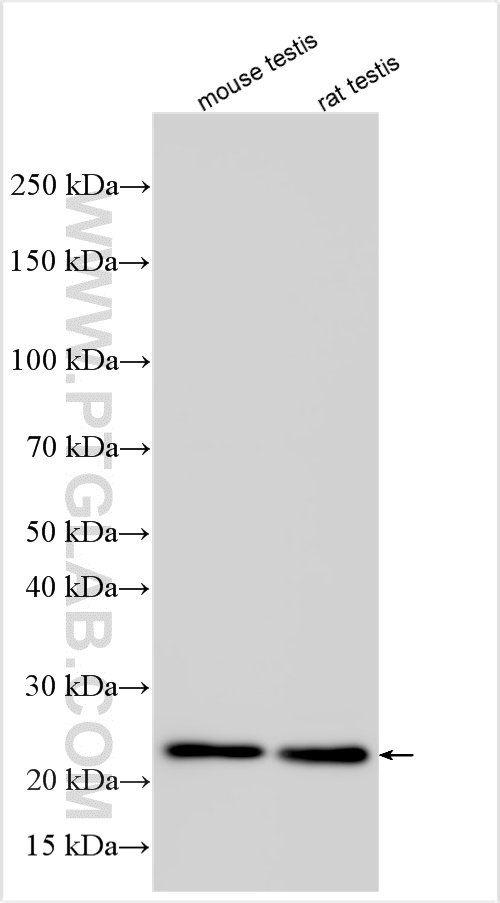 WB analysis using 13367-1-AP
