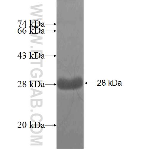 SPA17 fusion protein Ag4360 SDS-PAGE SPA17 fusion protein Ag4360 SDS-PAGE