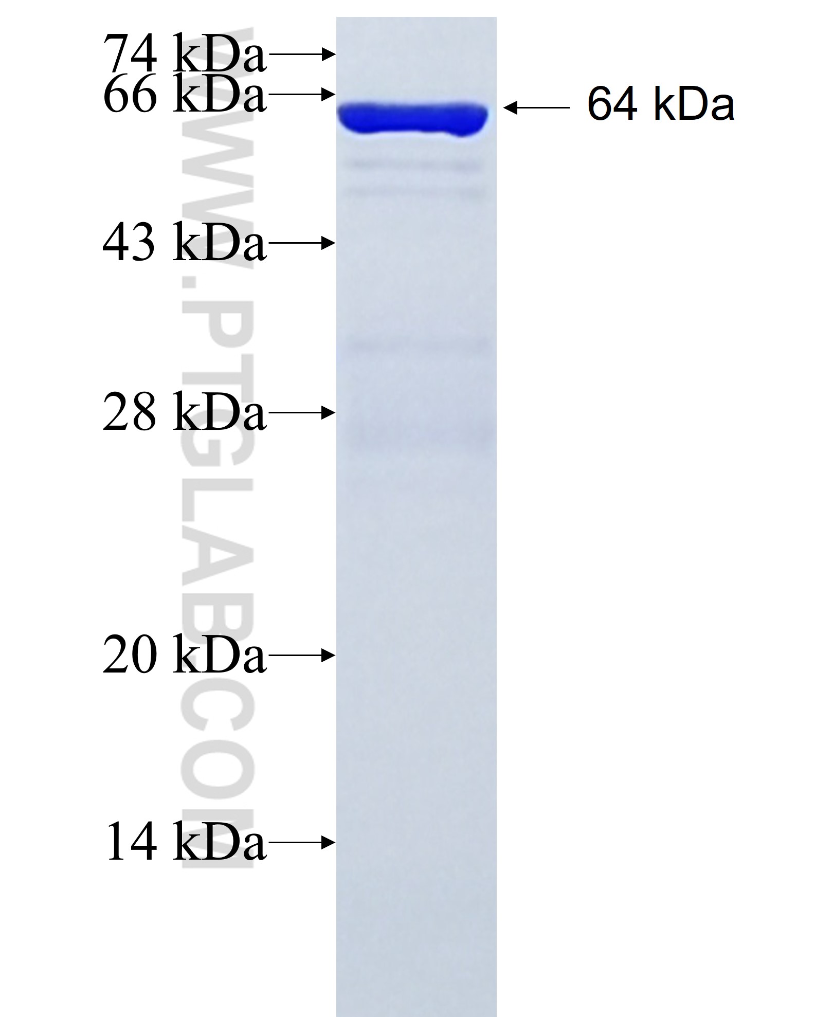 SPAG5 fusion protein Ag6485 SDS-PAGE