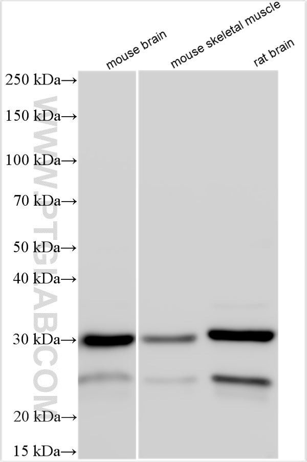 WB analysis using 16294-1-AP