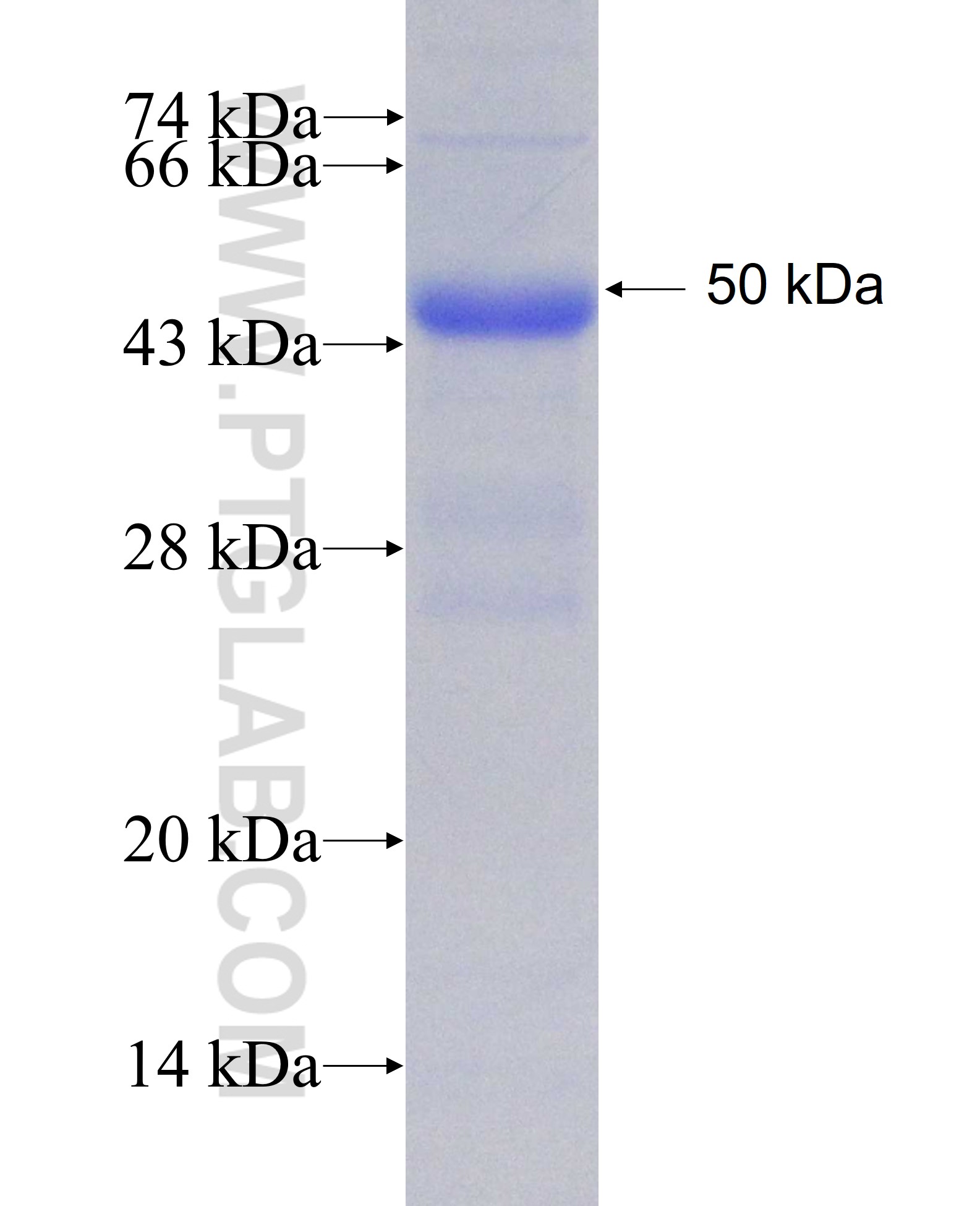 SPAG8 fusion protein Ag5150 SDS-PAGE