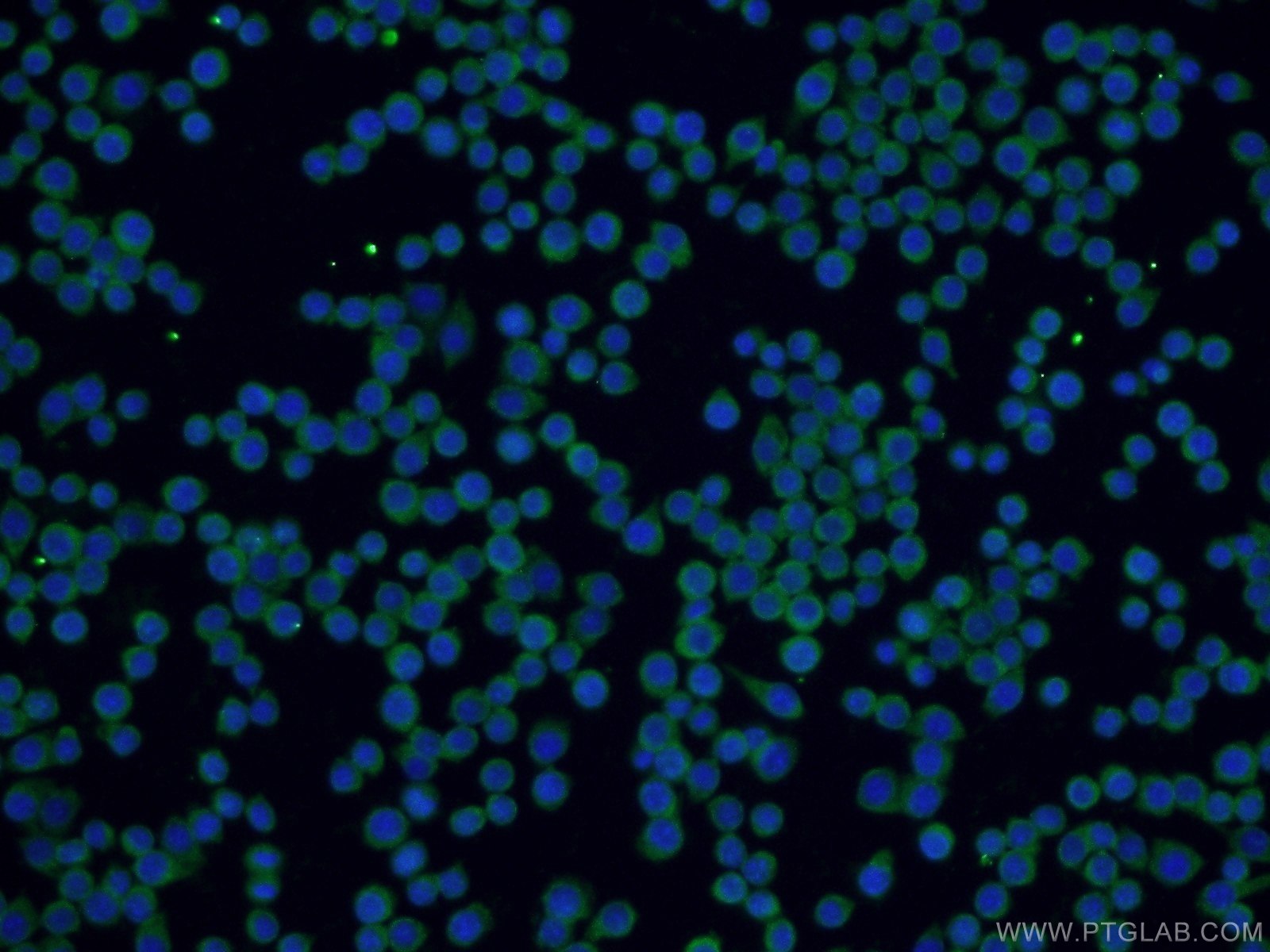 IF Staining of RAW 264.7 using 24423-1-AP