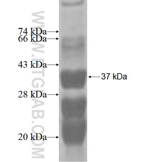 SPANXC fusion protein Ag2561 SDS-PAGE